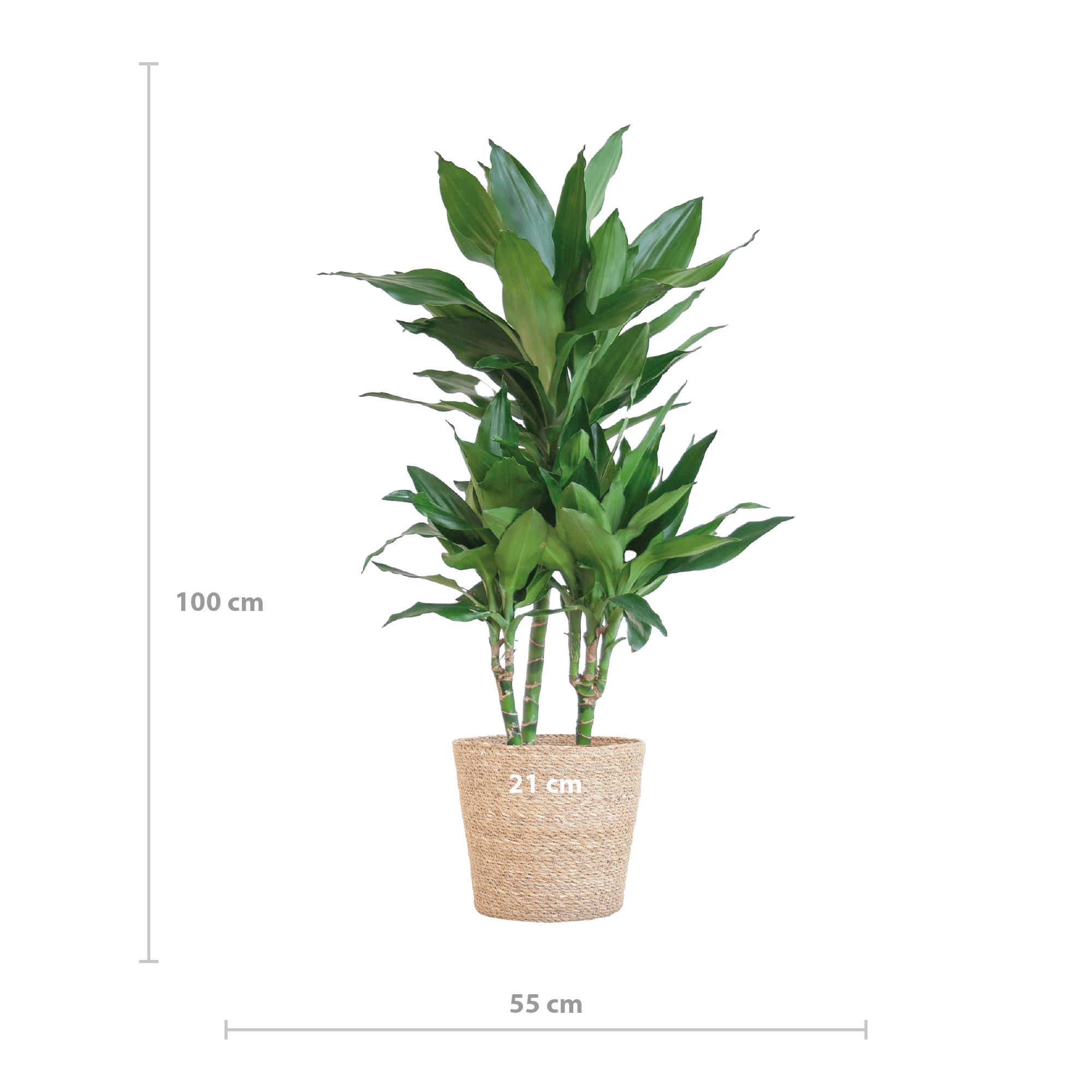 Dracaena Janet Lindt met Sofia mand naturel - 95cm - Ø21 - Planten - plantenmagie