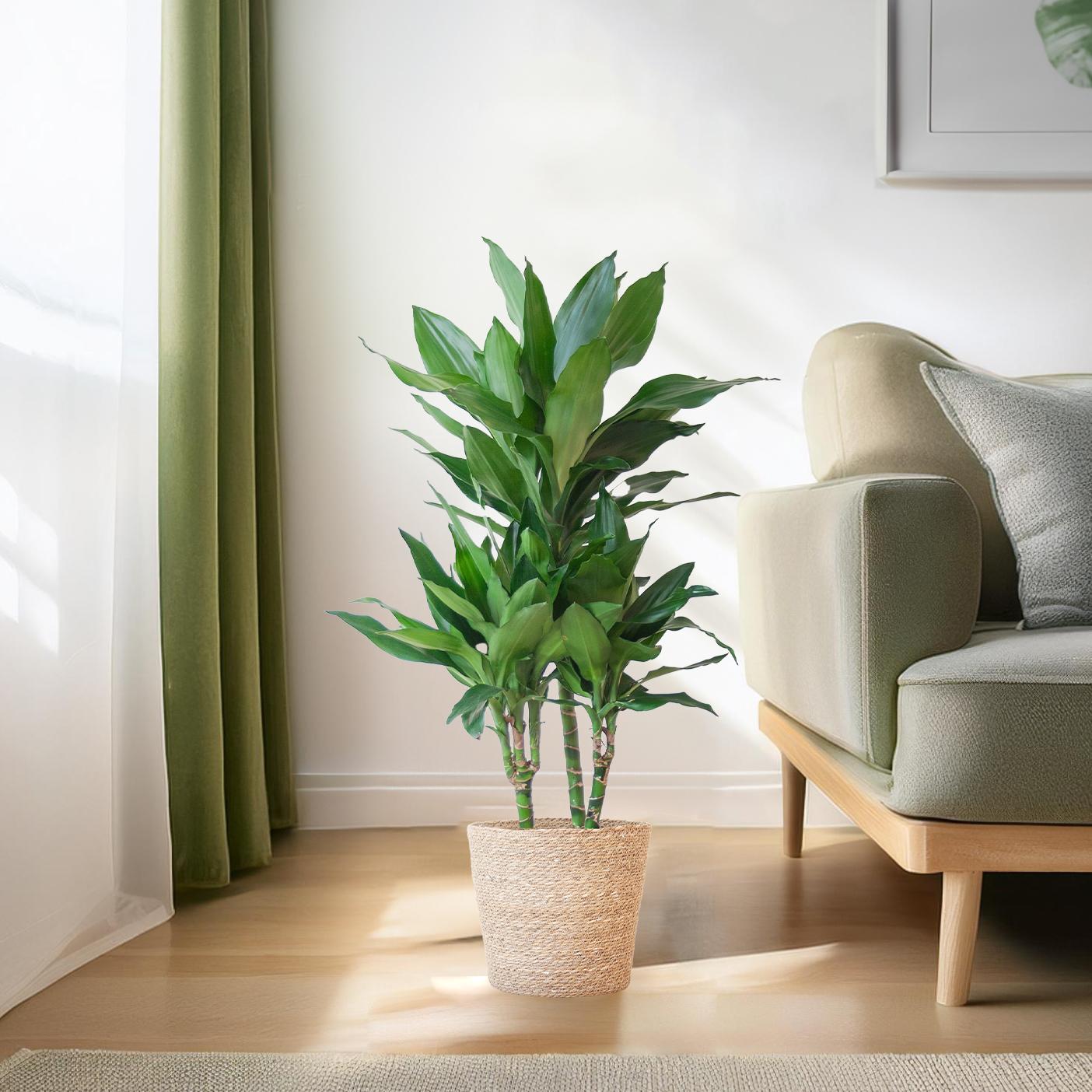 Dracaena Janet Lindt met Sofia mand naturel - 95cm - Ø21 - Planten - plantenmagie