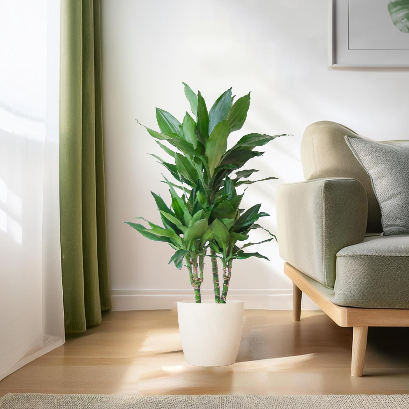 Dracaena Janet Lindt met Viber wit - 95cm - Ø21 - Plant - plantenmagie