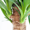 Dracaena Janet Lindt met Viber wit - 95cm - Ø21 - Plant - plantenmagie