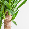 Dracaena Janet Lindt met Viber wit - 95cm - Ø21 - Plant - plantenmagie