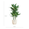 Dracaena Janet Lindt met Viber wit - 95cm - Ø21 - Plant - plantenmagie