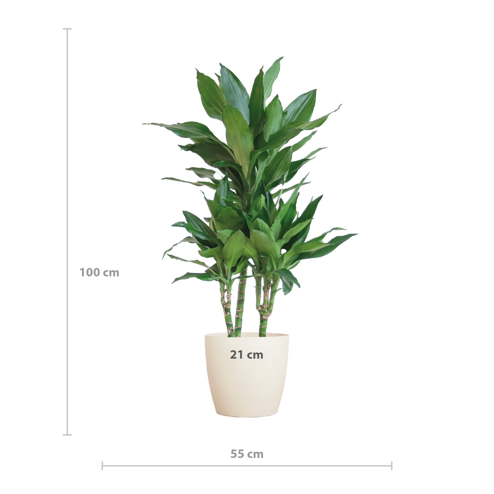 Dracaena Janet Lindt met Viber wit - 95cm - Ø21 - Plant - plantenmagie