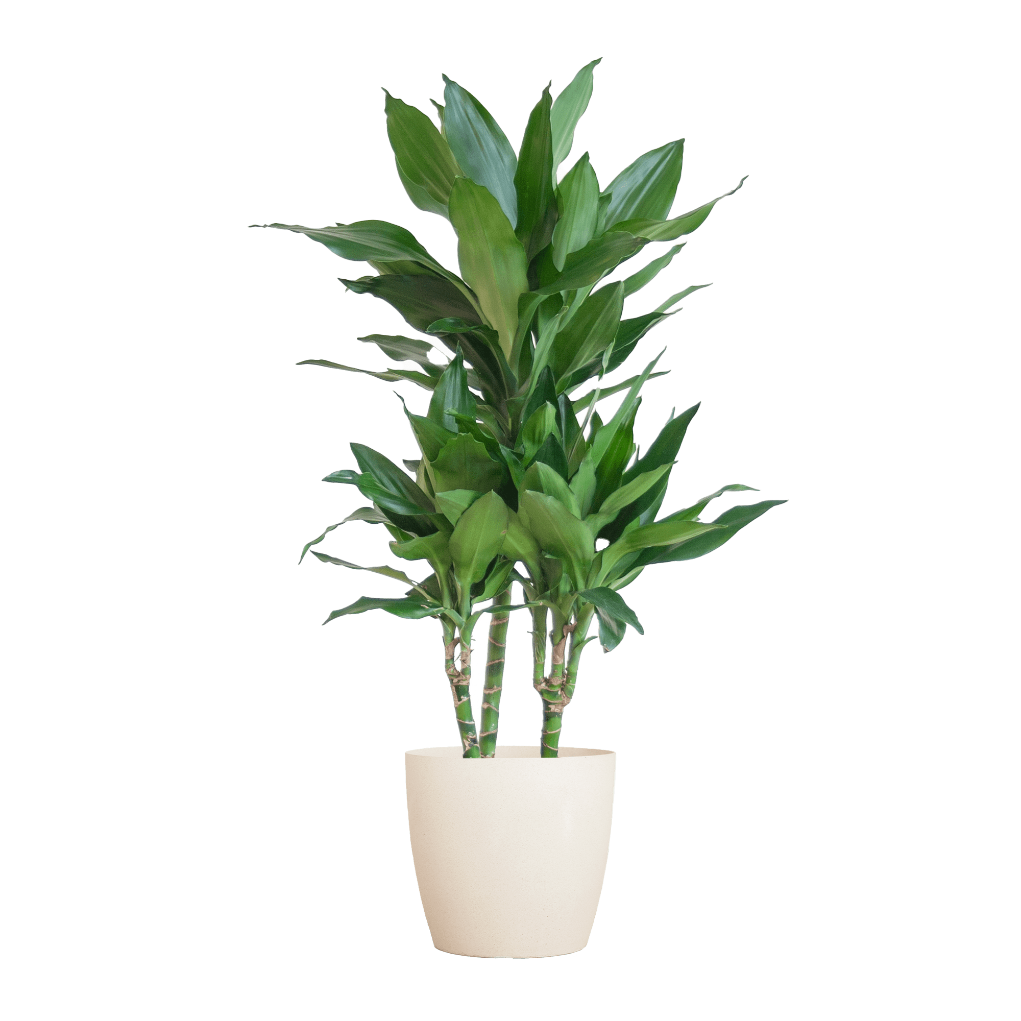 Dracaena Janet Lindt met Viber wit - 95cm - Ø21 - Plant - plantenmagie