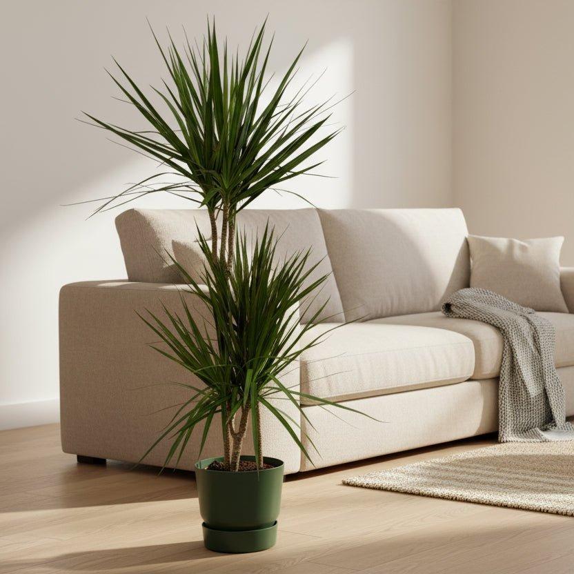 Dracaena Marginata - ↨120cm - Ø21cm inclusief elho Greenville Round groen D24xH23-Plant-Planten Magie