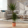 Dracaena Marginata - ↨120cm - Ø21cm inclusief elho Greenville Round groen D24xH23-Plant-Planten Magie