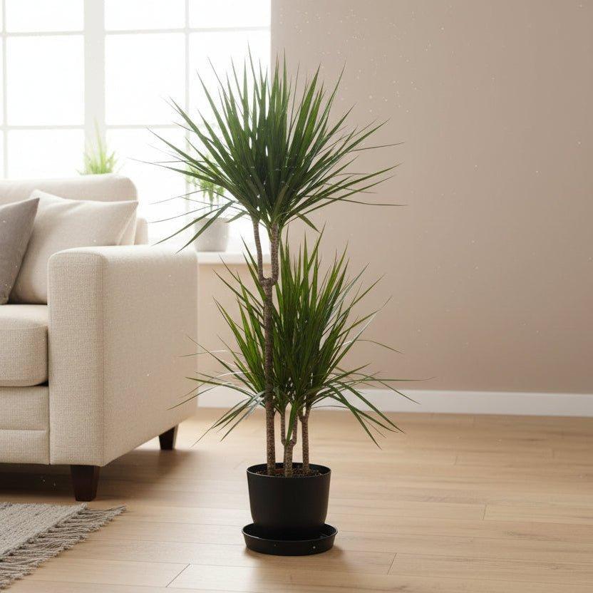 Dracaena Marginata - ↨120cm - Ø21cm inclusief elho Greenville Round groen D24xH23-Plant-Planten Magie