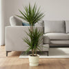 Dracaena Marginata - ↨120cm - Ø21cm inclusief elho Greenville Round groen D24xH23-Plant-Planten Magie