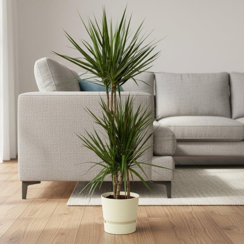 Dracaena Marginata - ↨120cm - Ø21cm inclusief elho Greenville Round groen D24xH23-Plant-Planten Magie