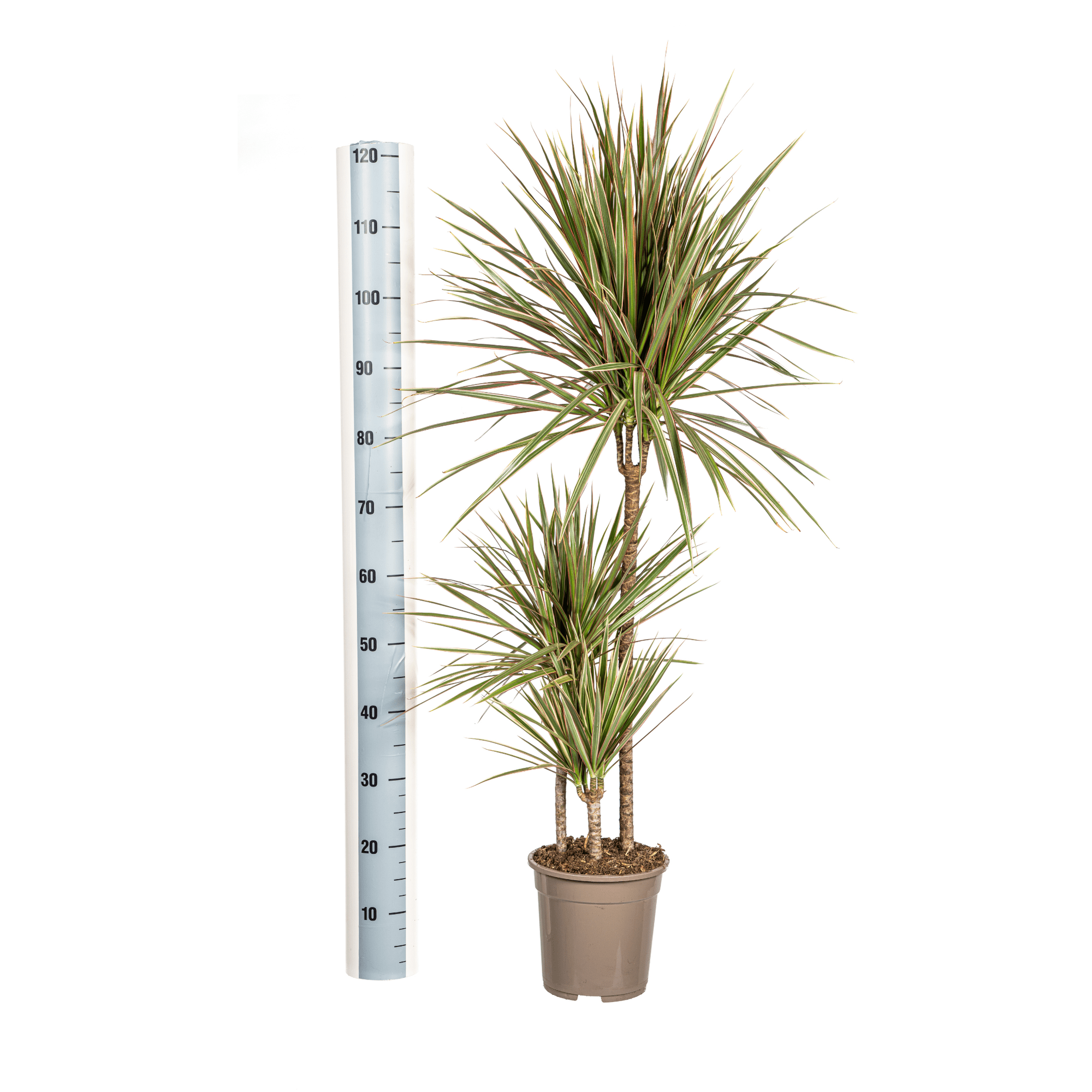 Dracaena Marginata Bicolor met mand - Plant - plantenmagie
