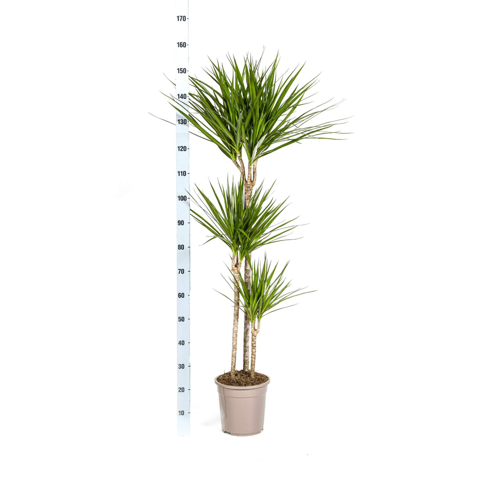 Dracaena Marginata Green met mand - Plant - plantenmagie