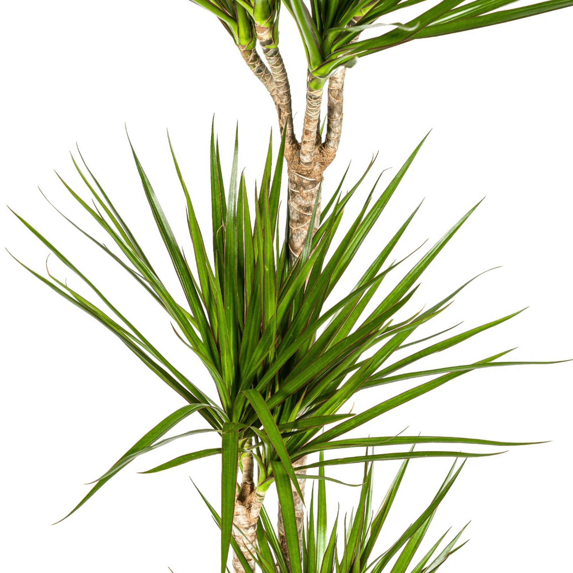 Dracaena Marginata Green met mand - Plant - plantenmagie