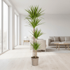 Dracaena Marginata Green Ø27cm - ↕170 - 190cm-Planten-Planten Magie