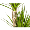 Dracaena Marginata Green Ø27cm - ↕170 - 190cm-Planten-Planten Magie
