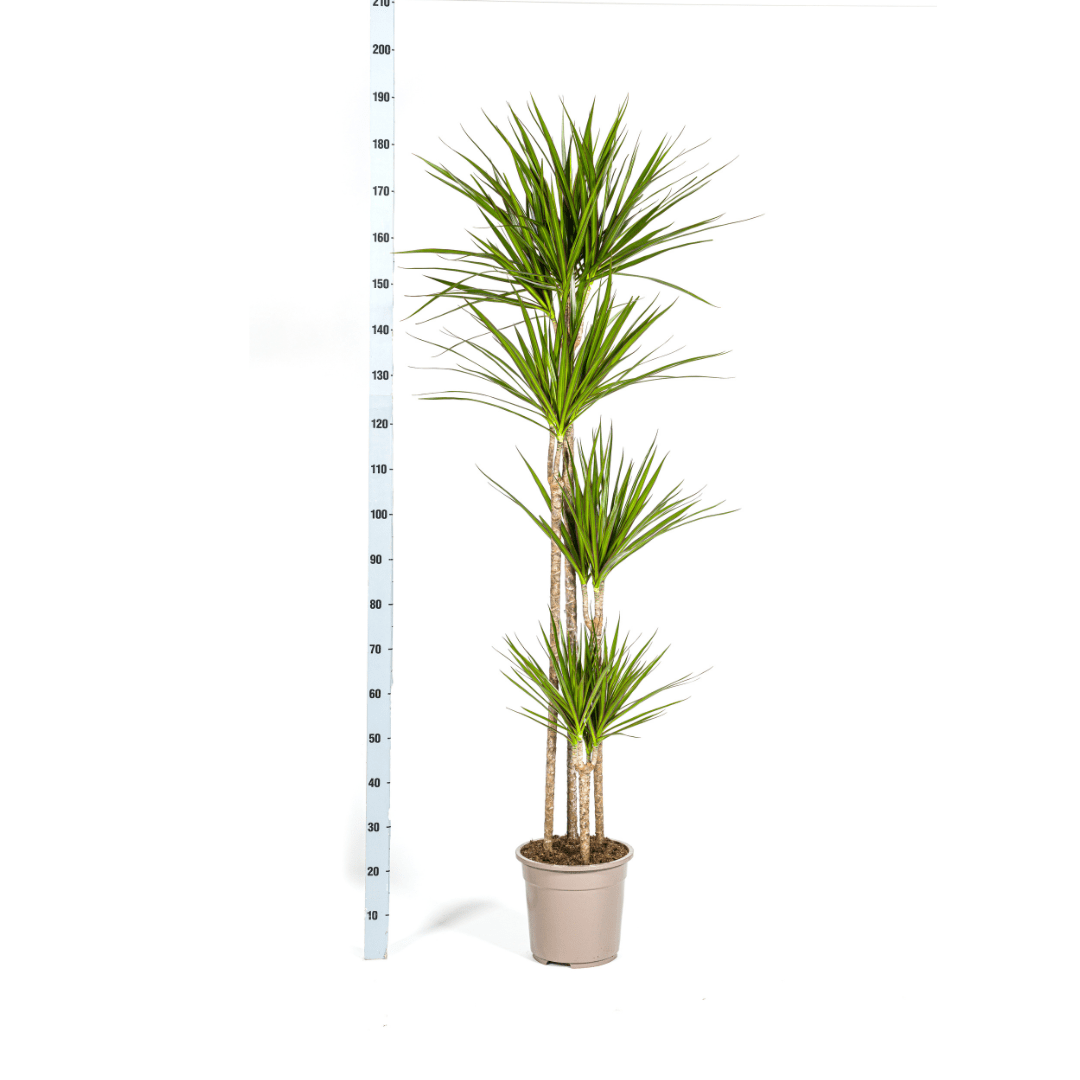 Dracaena Marginata Green Ø27cm - ↕170 - 190cm-Planten-Planten Magie
