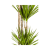 Dracaena Marginata Green Ø27cm - ↕170 - 190cm-Planten-Planten Magie
