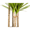 Dracaena Marginata Green Ø27cm - ↕170 - 190cm-Planten-Planten Magie