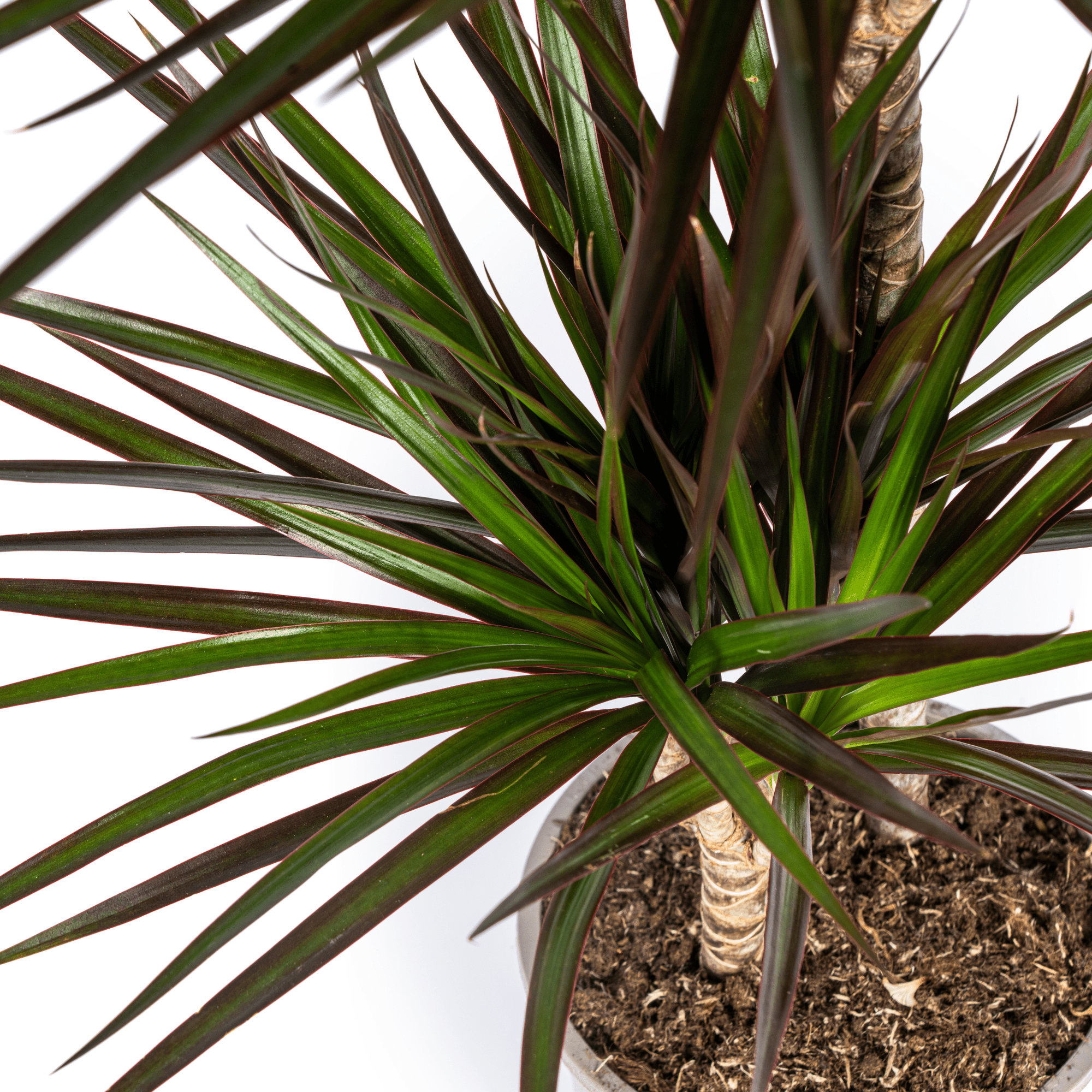 Dracaena Marginata Magenta met mand Ø24cm - ↕130 - 150cm-Planten-Planten Magie