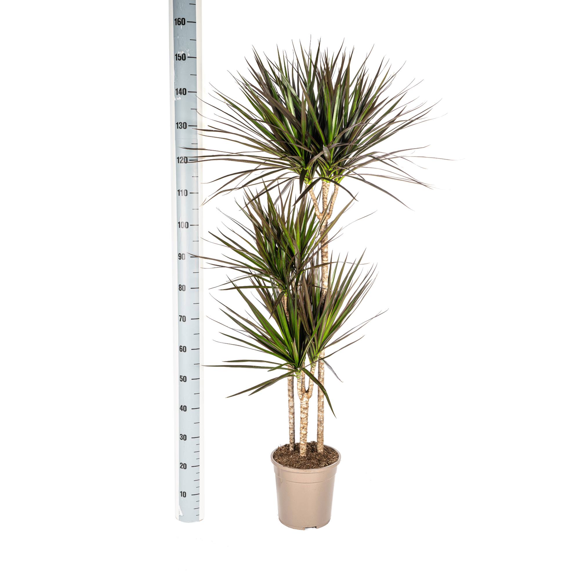 Dracaena Marginata Magenta met mand Ø24cm - ↕130 - 150cm-Planten-Planten Magie