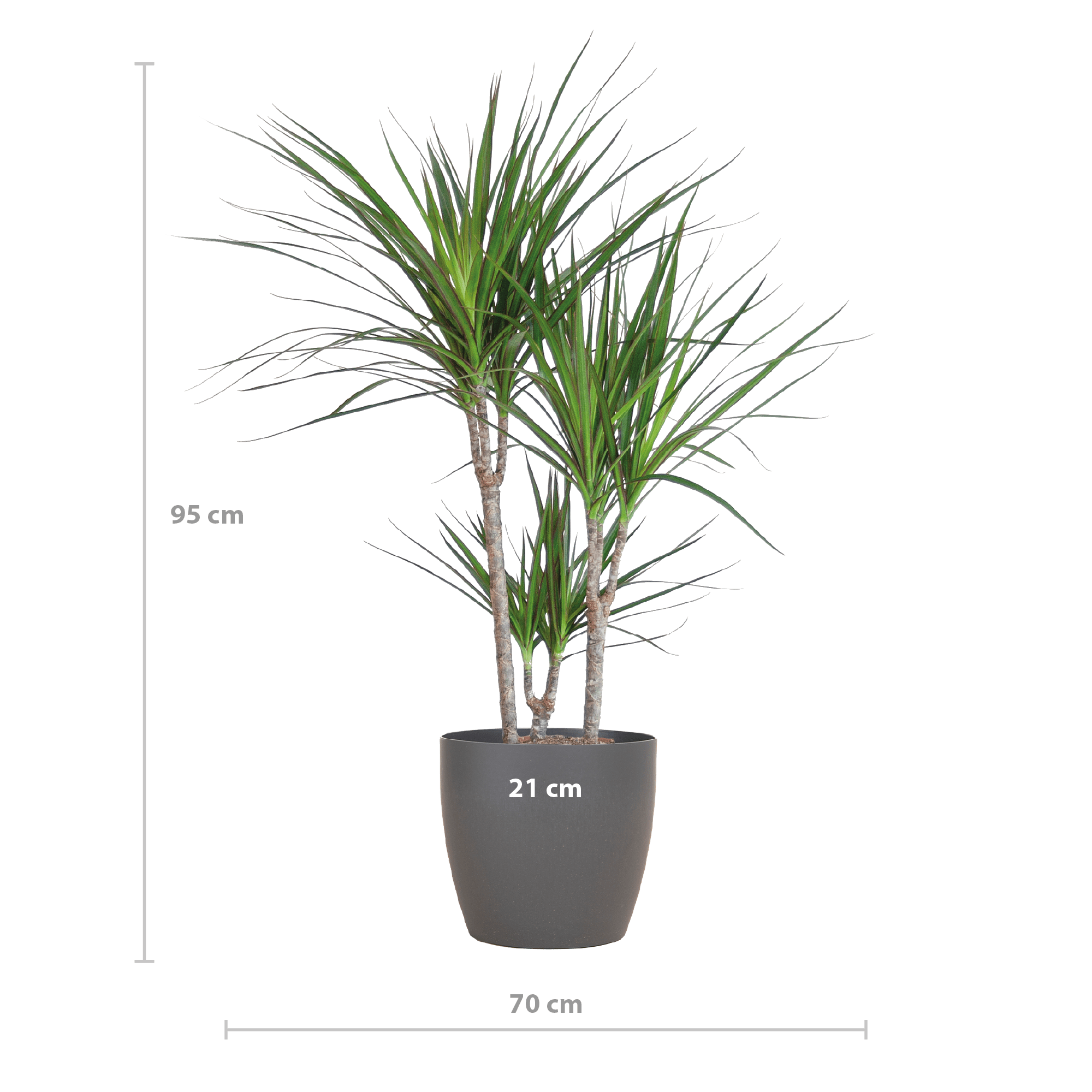 Dracaena Marginata met Viber pot grijs - 95cm -Planten-Planten Magie