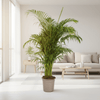 Dypsis Areca lutescens Ø27cm - ↕150 - 170cm-Planten-Planten Magie