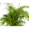 Dypsis Areca lutescens Ø27cm - ↕150 - 170cm-Planten-Planten Magie
