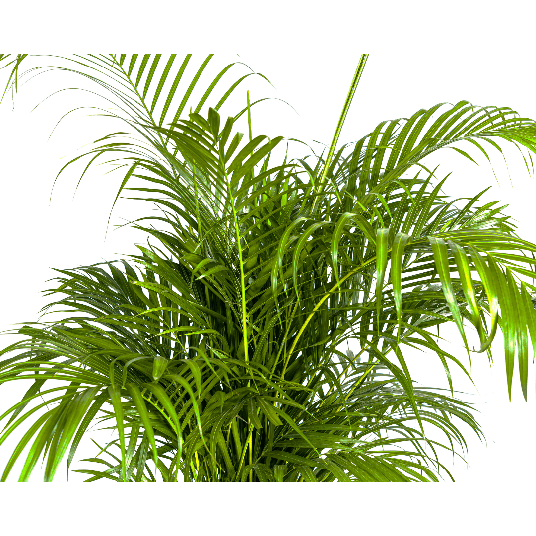 Dypsis Areca lutescens Ø27cm - ↕150 - 170cm-Planten-Planten Magie