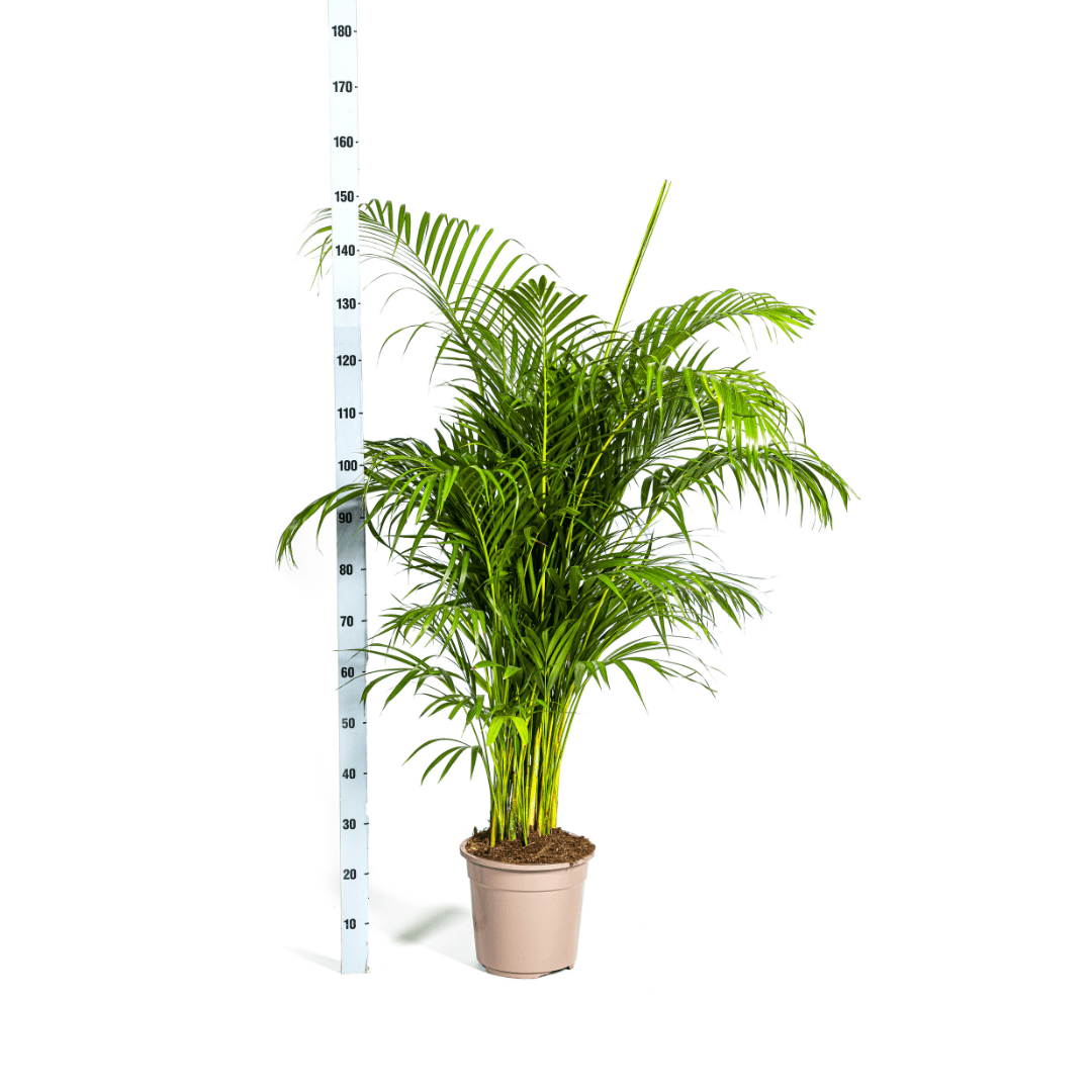 Dypsis Areca lutescens Ø27cm - ↕150 - 170cm-Planten-Planten Magie