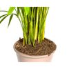 Dypsis Areca lutescens Ø27cm - ↕150 - 170cm-Planten-Planten Magie