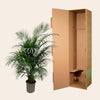 Dypsis Lutescens (Areca palm) 150 cm - ø21-24-Plant-Planten Magie