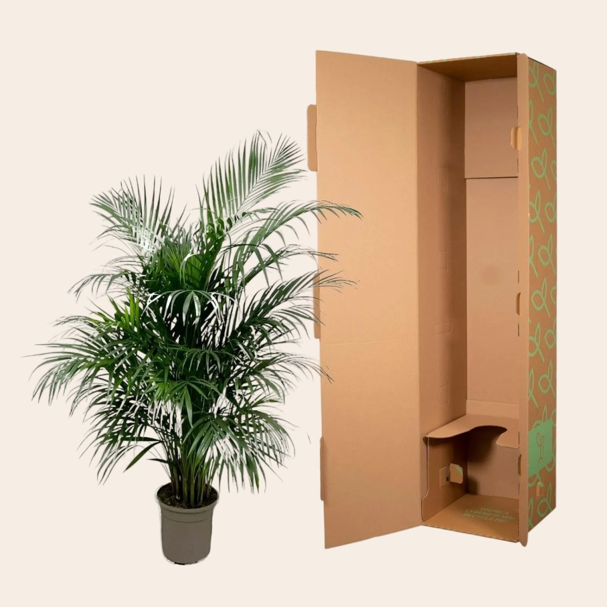 Dypsis Lutescens (Areca palm) 150 cm - ø21-24-Plant-Planten Magie