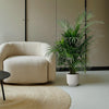 Dypsis Lutescens (Areca palm) 150 cm - ø21-24-Plant-Planten Magie