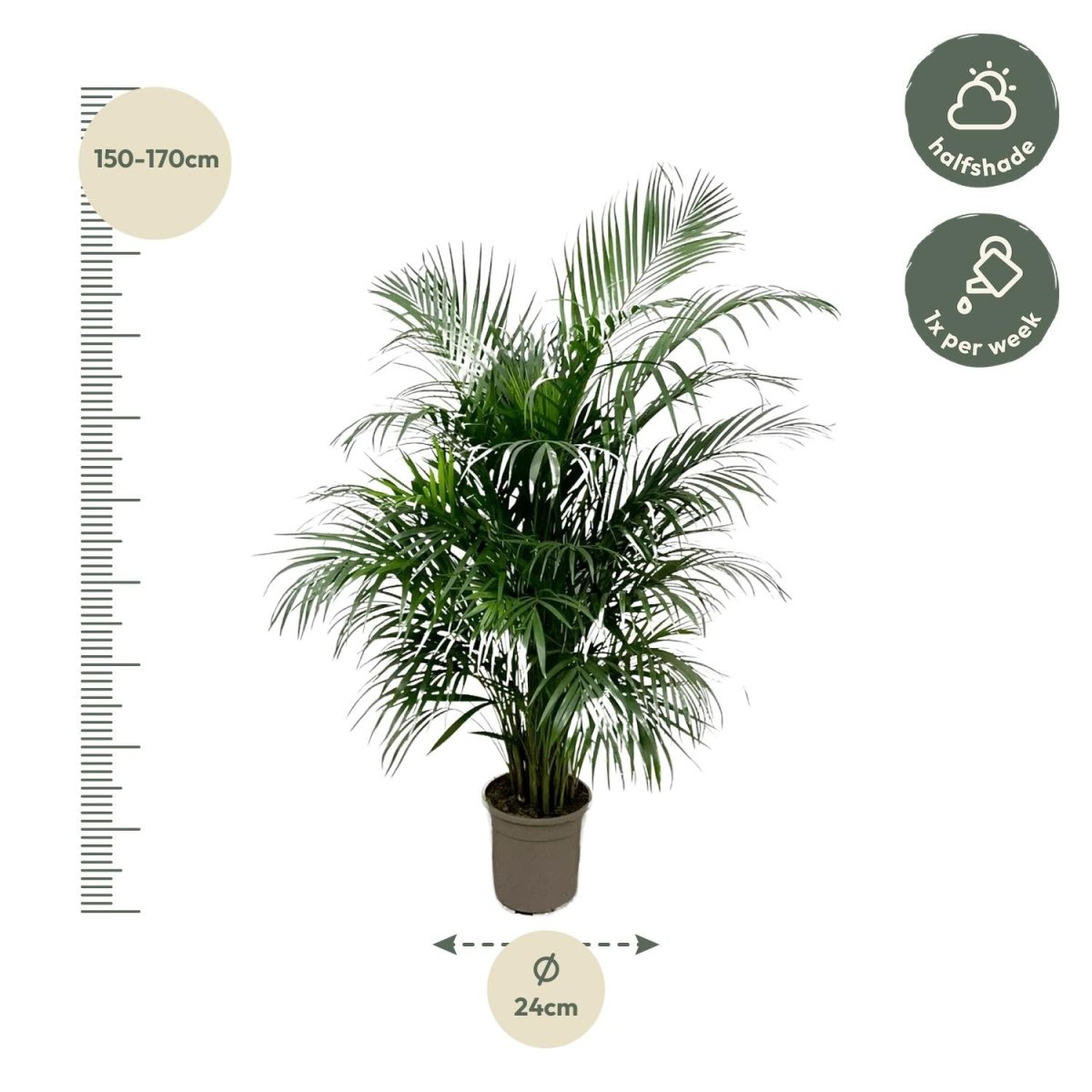 Dypsis Lutescens (Areca palm) 150 cm - ø21-24-Plant-Planten Magie