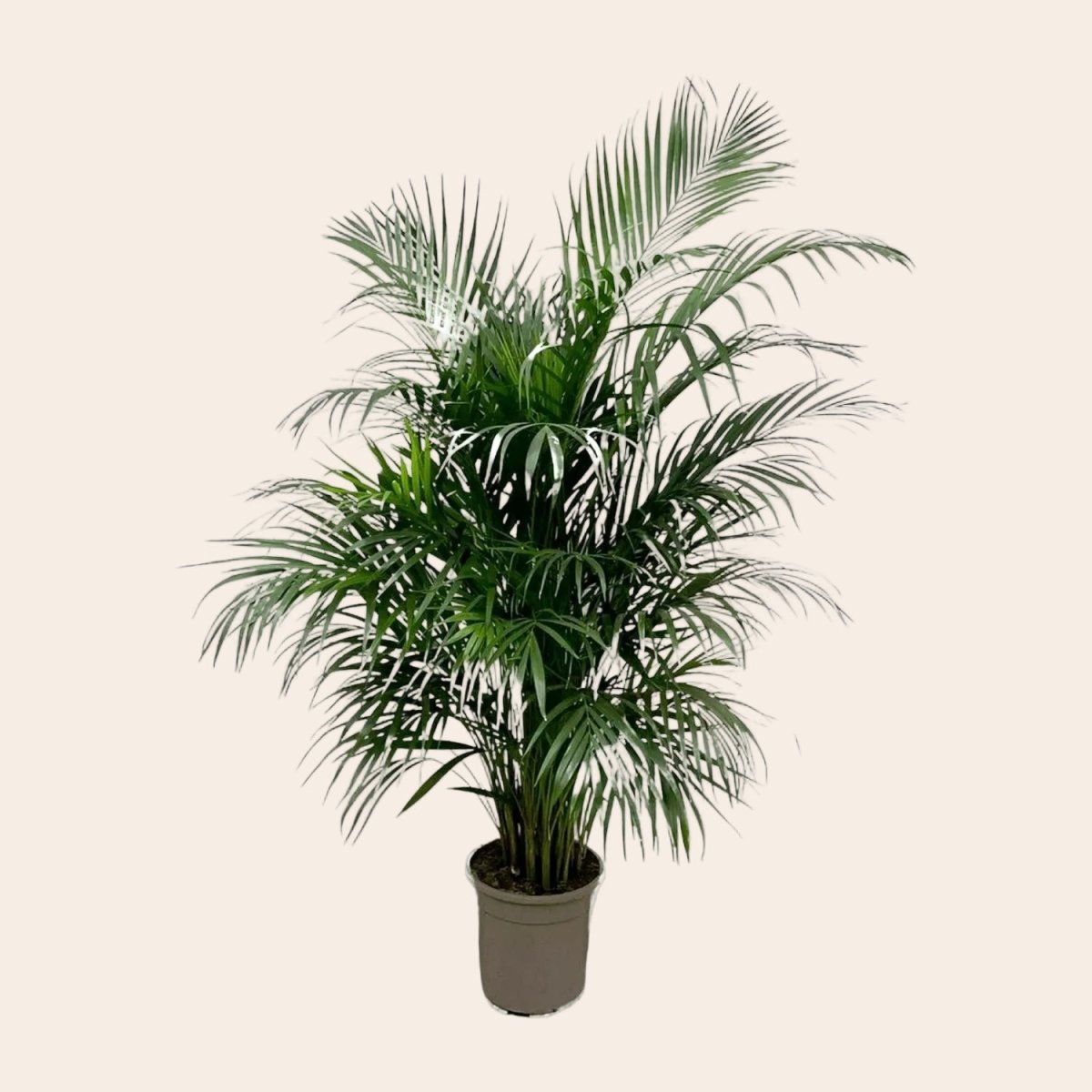 Dypsis Lutescens (Areca palm) 150 cm - ø21-24-Plant-Planten Magie