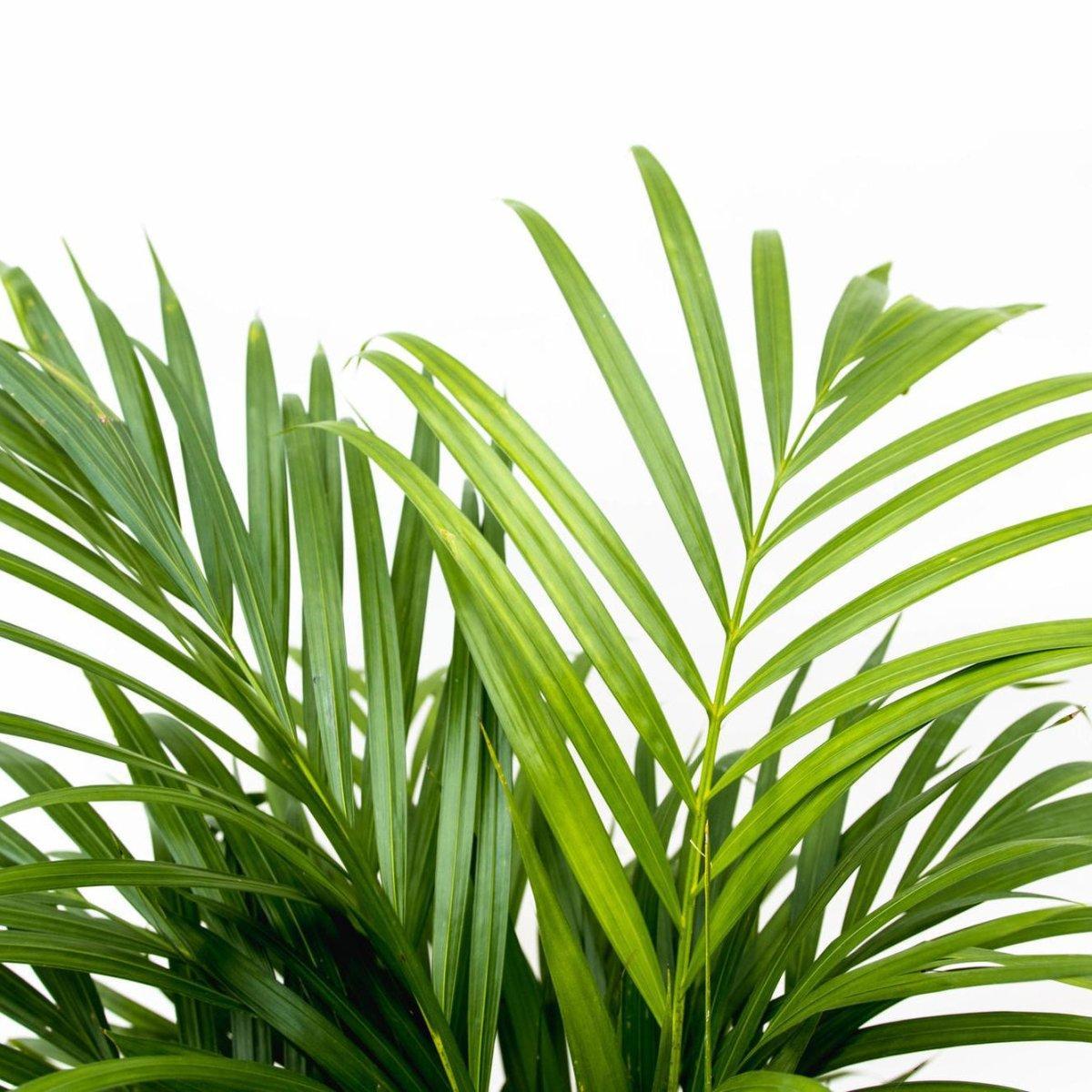 Dypsis Lutescens (Areca palm) 150 cm - ø21-24-Plant-Planten Magie