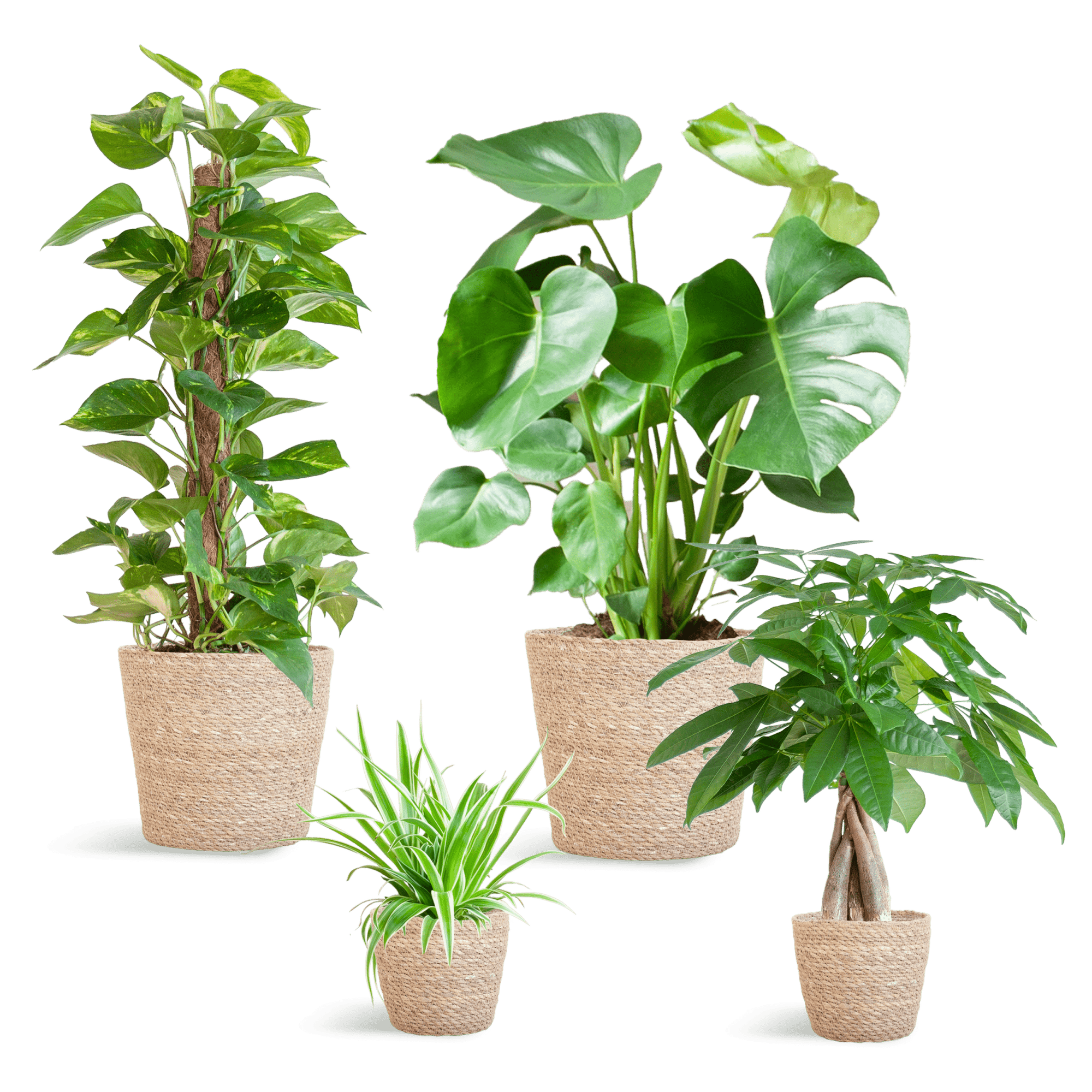 Easy care Plantenbox - medium - met vibers pot wit-Planten-Planten Magie