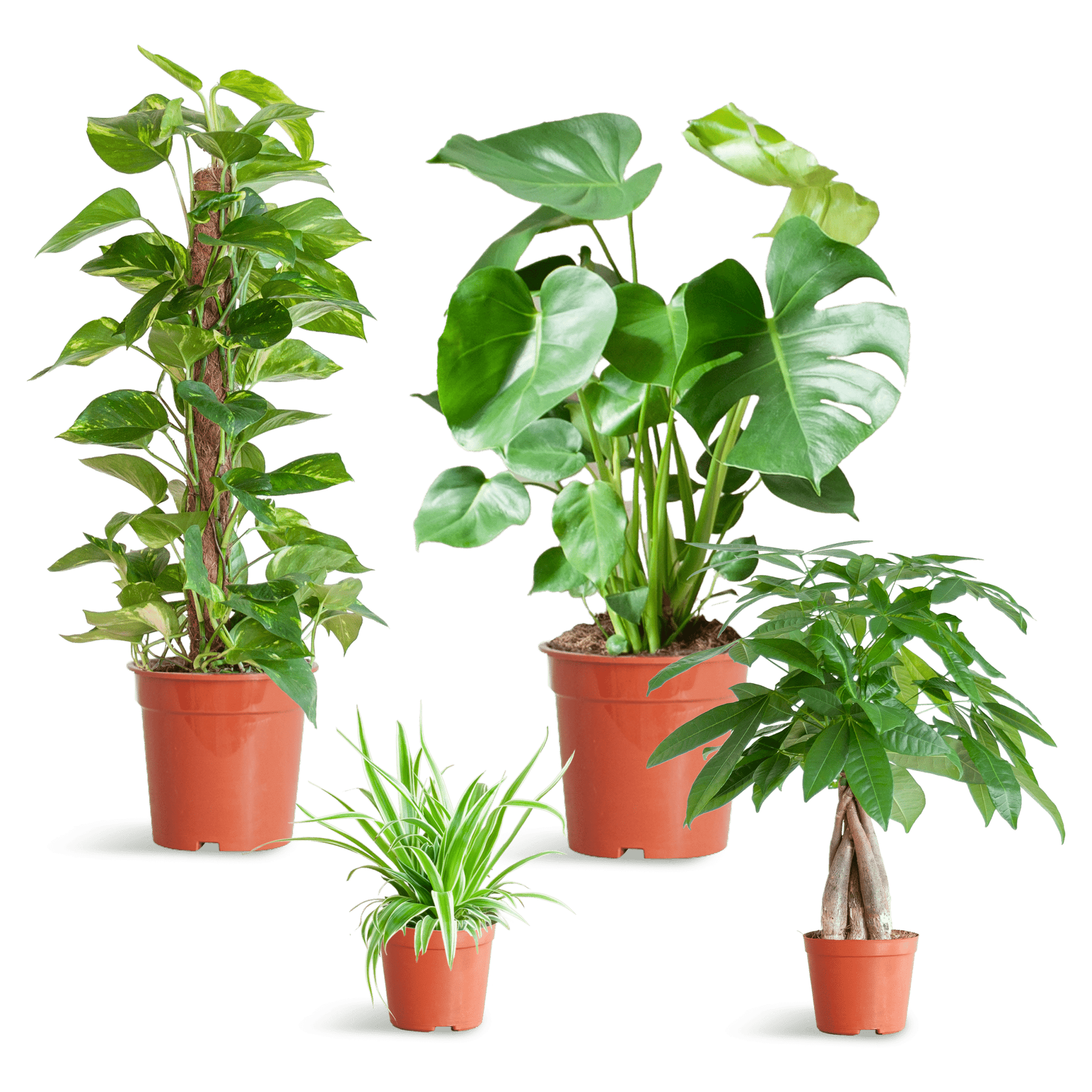 Easy care Plantenbox - medium - met vibers pot wit-Planten-Planten Magie