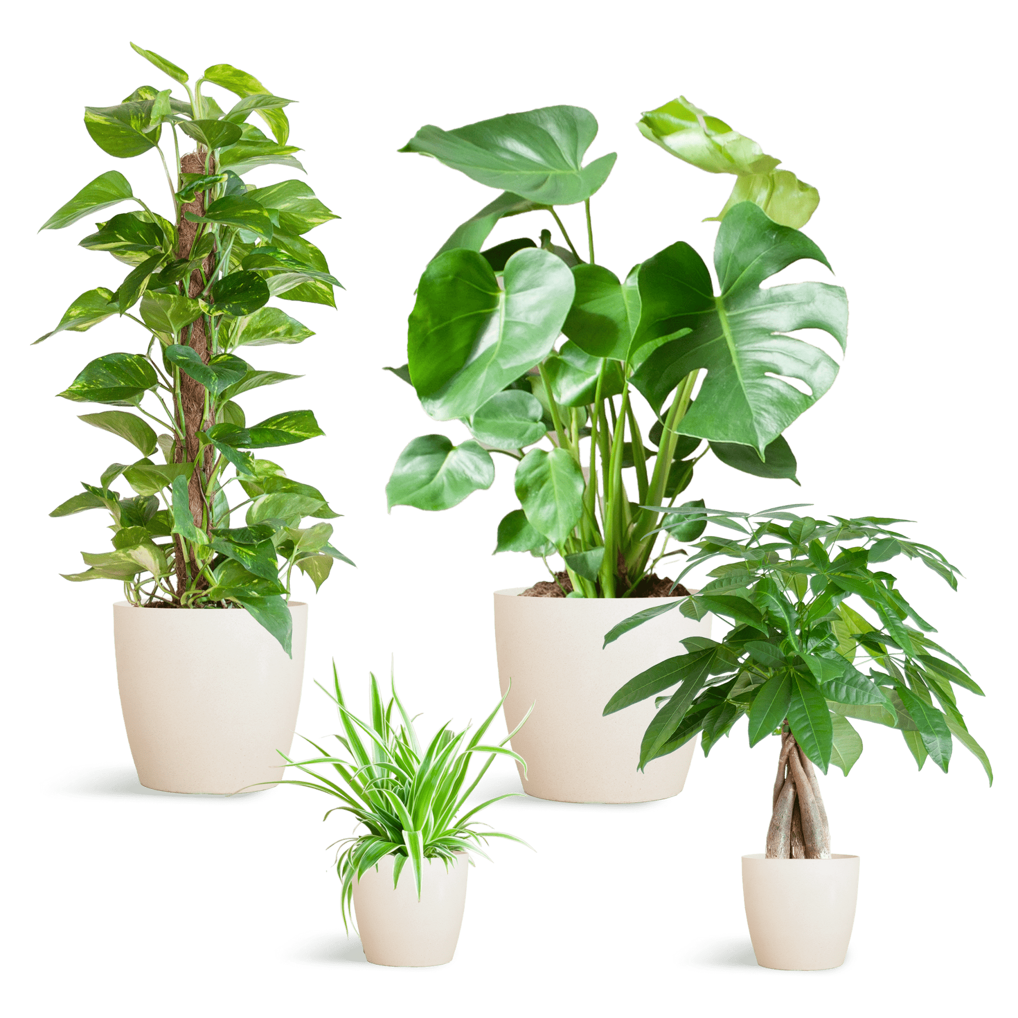 Easy care Plantenbox - medium - met vibers pot wit-Planten-Planten Magie