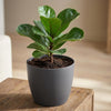 ELHO Brussels rond 18cm antraciet-Pot-Planten Magie