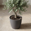 ELHO Brussels rond 18cm antraciet-Pot-Planten Magie