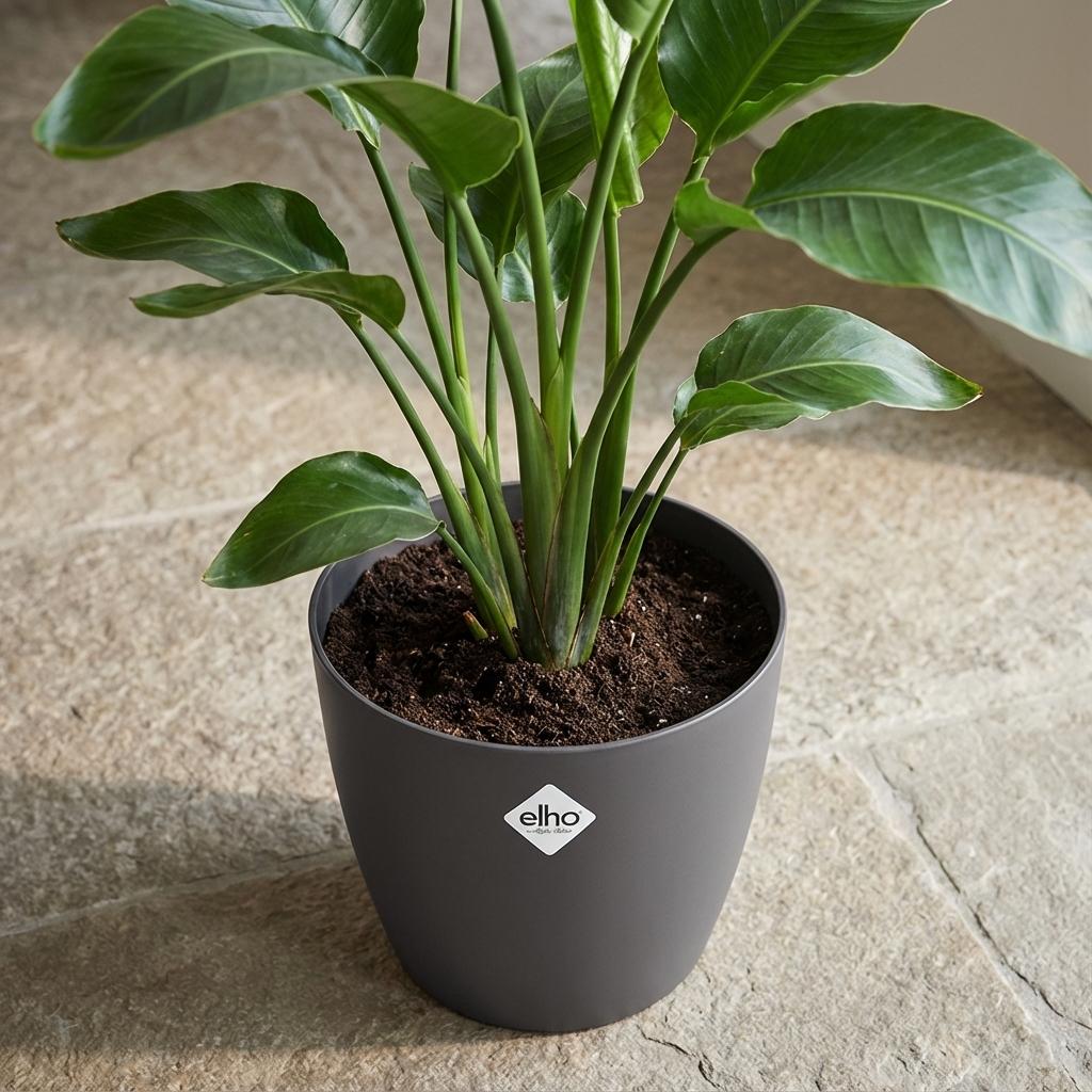 ELHO Brussels rond 18cm antraciet-Pot-Planten Magie
