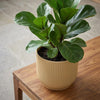 ELHO Vibes Fold 14cm geel-Pot-Planten Magie