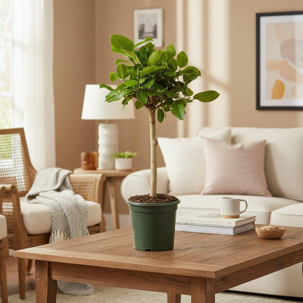 Ficus Altissimo variegata - 100 cm - Ø21cm-Plant-Planten Magie