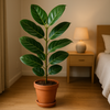 Ficus Benghalensis 'Joy' - Ø21cm - ↕90cm in slaapkamer