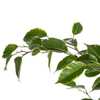 Ficus Benjamina Golden King - 80cm-Planten-Planten Magie