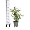 Ficus Benjamina Golden King - 80cm-Planten-Planten Magie