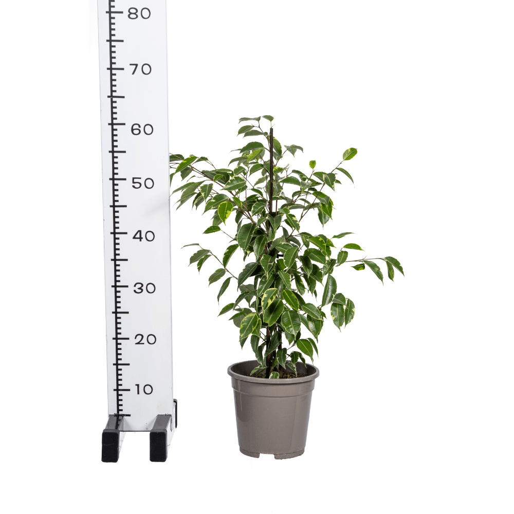 Ficus Benjamina Golden King - 80cm-Planten-Planten Magie
