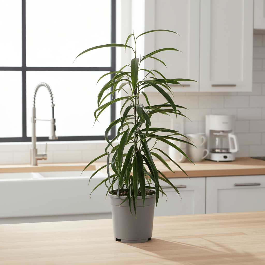 Ficus Binnendijkii Alii - Plant - plantenmagie