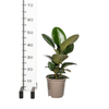 Ficus Elastica Robusta Ø17cm - ↕50 - 60cm - Plant - plantenmagie