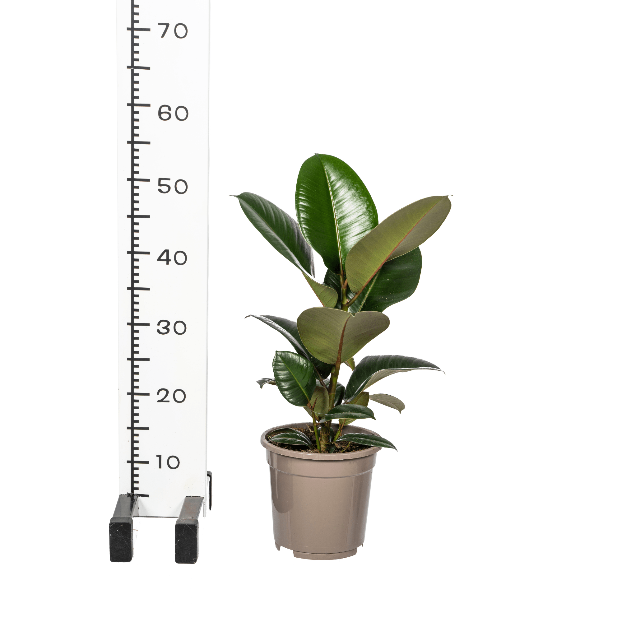 Ficus Elastica Robusta Ø17cm - ↕50 - 60cm - Plant - plantenmagie